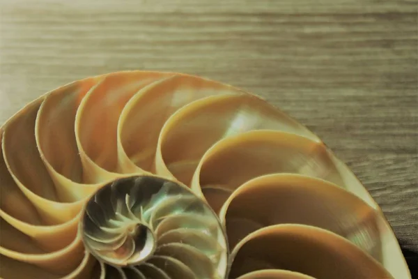 Nautilus shell symmetry Fibonacci half cross section spiral golden ratio structure growth close up back lit mother of pearl close up ( pompilius nautilus ) — Stock Photo, Image