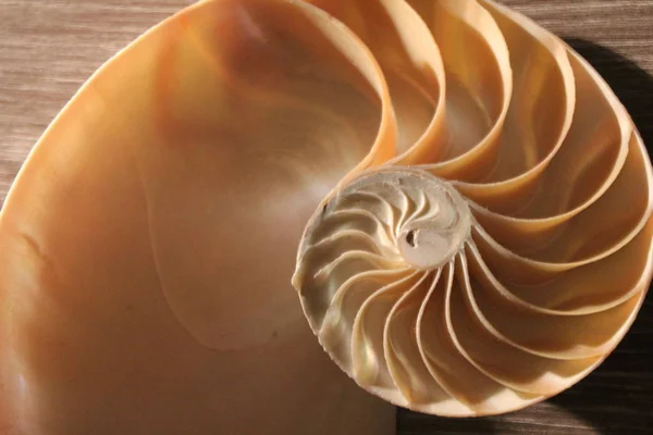 Muschel nautilus pearl fibonacci Sequenz Symmetrie Querschnitt Spirale Schalenstruktur Goldener Schnitt Hintergrund Natur Muster Weichtier Schale (nautilus pompilius) Kopierraum halb geteilt Stock Foto — Stockfoto