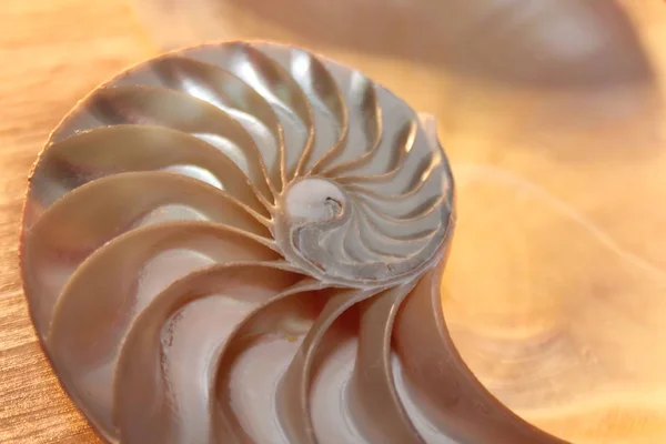 Nautilus shell symmetry Fibonacci half cross section spiral golden ratio structure growth close up back lit mother of pearl close up (pompilius nautilus) stock, foto, fotografía, imagen, fotografía , — Foto de Stock