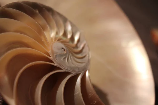 Nautishell sybonacci half-cross spiral golden ratio structure close up back looted mother of pearl close up (pilius nautilus), фото, фотография, снимок , — стоковое фото
