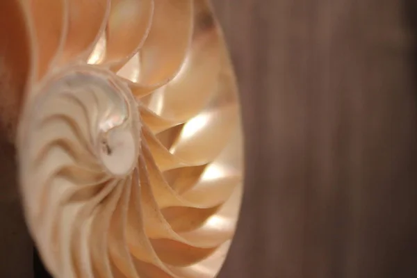 Nautilus shell symmetrie Fibonacci halve dwarsdoorsnede spiraal gouden ratio structuur groei close up terug verlicht moeder van de parel close up (Pompilius nautilus) voorraad, foto, fotograferen, beeld, foto, — Stockfoto