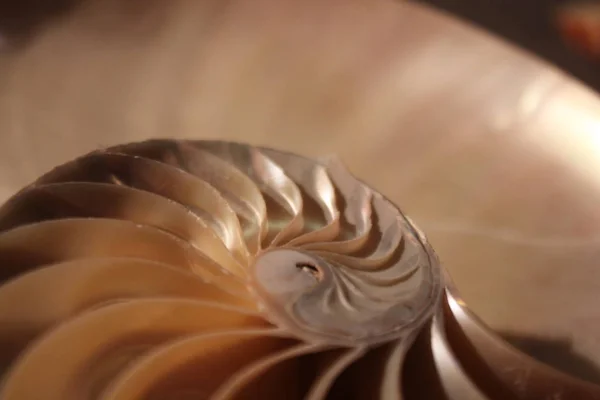 Nautilus shell symmetry Fibonacci half cross section spirale golden ratio structure growth close up back lit madreperla close up (pompilius nautilus  ) — Foto Stock