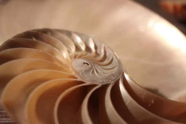 Nautilus shell symmetry Fibonacci half cross section spiral golden ratio structure growth close up back lit mother of pearl close up ( pompilius nautilus ) stock, photo, photograph, image, picture, — Stock Photo, Image