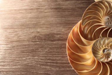 nautilus kabuk simetri Fibonacci yarım kesit spiral altın oran yapısı büyüme yakın geri aydınlatılmış sedef yakın ( pompilius nautilus ) stok, fotoğraf, fotoğraf, resim, resim,