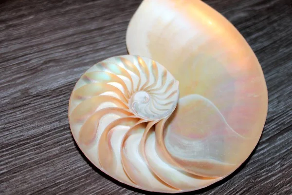 Nautilus shell symmetry Fibonacci half cross section spiral golden ratio structure growth close up back lit mother of pearl close up ( pompilius nautilus ) stock, photo, photograph, image, picture, — Stock Photo, Image