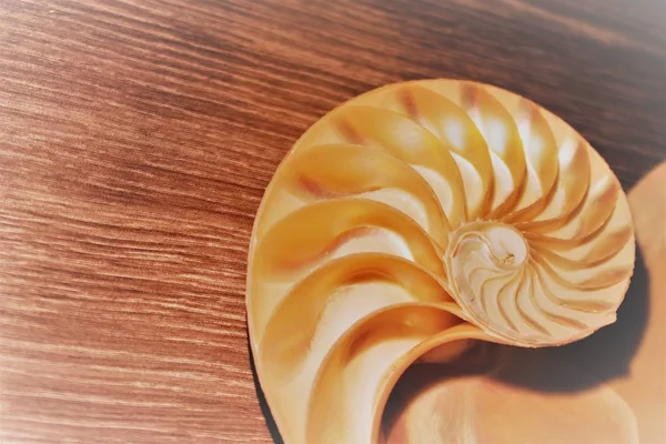 Nautilus shell symmetrie Fibonacci halve doorsnede spiraal gulden snede structuur groei close-up achterzijde verlicht moeder van de parel close-up (pompilius nautilus ) — Stockfoto