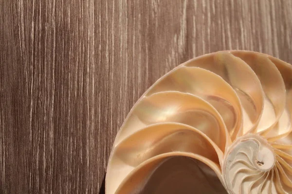 Simetria do escudo do nautilus Fibonacci metade da seção transversal espiral crescimento dourado da estrutura da relação close-up de volta iluminado mãe de pérola close-up (pompilius nautilus  ) — Fotografia de Stock