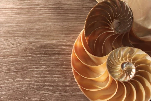 Nautilus symétrie de la coquille Fibonacci demi-section spirale rapport d'or structure croissance close up back lit nacre close up (pompilius nautilus  ) — Photo