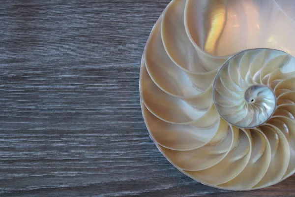 Simetria do escudo do nautilus Fibonacci metade da seção transversal espiral crescimento dourado da estrutura da relação close-up de volta iluminado mãe de pérola close-up (pompilius nautilus  ) — Fotografia de Stock
