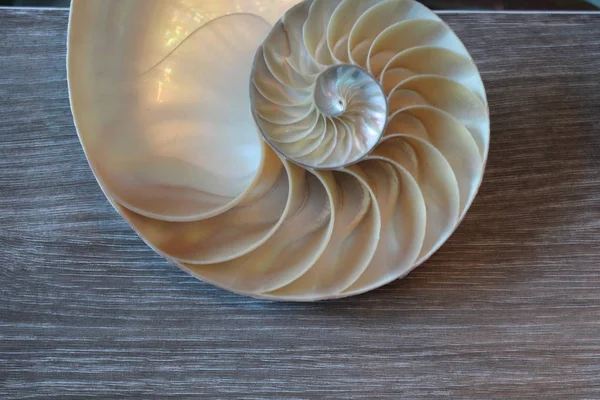 Simetría de la cáscara del nautilus Fibonacci sección media espiral proporción dorada crecimiento de la estructura de cerca detrás iluminado madre de la perla de cerca (pompilius nautilus  ) —  Fotos de Stock