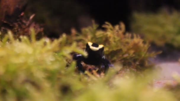 Kurbağası Boyama Tınçın Veya Boyama Zehirli Kurbağa Dendrobates Tinctorius Familyasına — Stok video