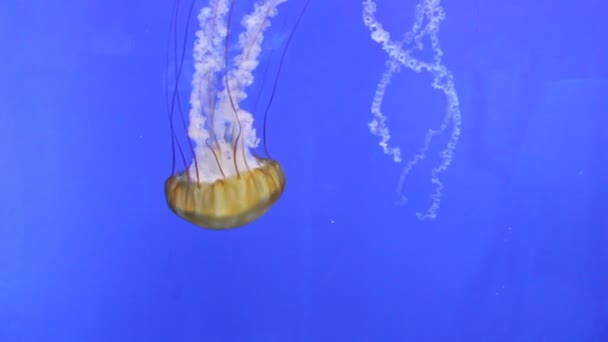 Medusas Flutuando Subaquáticas Medusas Chrysaora Fuscescens Único Flutuar Através Oceano — Vídeo de Stock