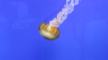 denizanası deniz ısırgan sualtı Denizanası yüzen (Chrysaora fuscescens) okyanus, Pasifik deniz ısırgan veya West Coast deniz ısırgan stok görüntüleri video klip through tek Float