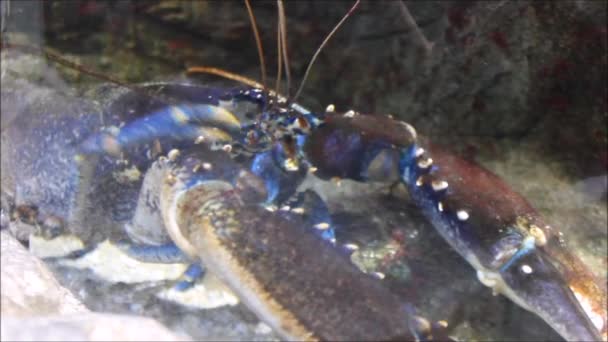 Lagosta Azul Preening Estoque Subaquático Vivo Clip Vídeo Imagens — Vídeo de Stock