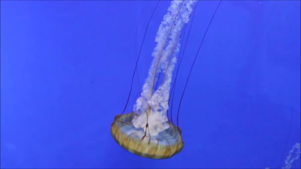 Medusas Ortiga Marina Nadando Bajo Agua Ortiga Marina Japonesa Ortiga — Vídeos de Stock