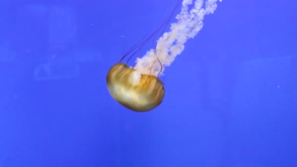 Jellyfish Sea Nettle Floating Underwater Jellyfish Chrysaora Fuscescens Single Float — Stock Video