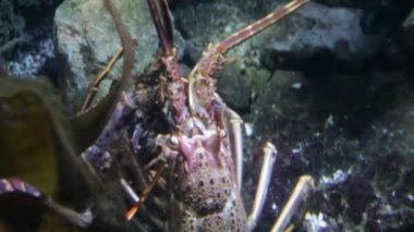 Avrupa dikenli ıstakoz palinurus elephas çifti canlı sualtı su stok görüntüleri video klip