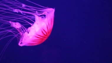 denizanası Japon deniz ısırgan canlı canlı yüzme yüzme, ayrıca biliyorum: kuzey deniz ısırgan, Pasifik deniz ısırgan (Chrysaora melanaster) veya kahverengi denizanası, denizanası stok görüntüleri video klip bir tür