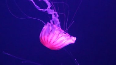 denizanası Japon deniz ısırgan canlı canlı sualtı yüzme yüzme yüzme, ayrıca biliyorum: kuzey deniz ısırgan, Pasifik deniz ısırgan (Chrysaora melanaster) veya kahverengi denizanası, stok görüntüleri video klip