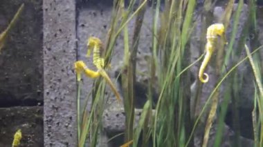 Mevcut su altında su atı kuyruklu sazlıklara tutunuyor - stok video klibi 