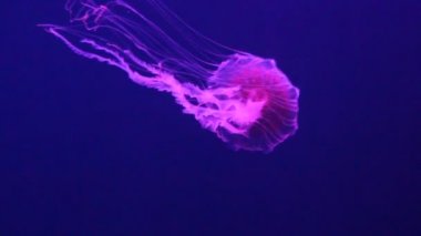 denizanası Japon deniz ısırgan canlı canlı yüzme yüzme, ayrıca biliyorum: kuzey deniz ısırgan, Pasifik deniz ısırgan (Chrysaora melanaster) veya kahverengi denizanası, denizanası stok görüntüleri video klip bir tür