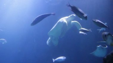 ray ve kaplumbağalar yeşil deniz kaplumbağası (Chelonia mydas), aynı zamanda yeşil kaplumbağa, siyah (deniz) kaplumbağa veya Pasifik yeşil kaplumbağa olarak bilinen diğer balık çifti ile yukarıda yüzme yeşil deniz kaplumbağası canlı stok görüntüleri video klip yüzüyor