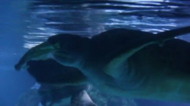 yeşil deniz kaplumbağası (Chelonia mydas), ayrıca yeşil kaplumbağa olarak bilinen, siyah (deniz) kaplumbağa veya Pasifik yeşil kaplumbağa balık stok görüntüleri video klip yeme sualtı yüzer