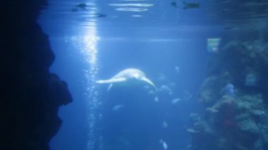 yeşil deniz kaplumbağası (Chelonia mydas), ayrıca yeşil kaplumbağa olarak bilinen, siyah (deniz) kaplumbağa veya Pasifik yeşil kaplumbağa sualtı stok görüntüleri video klip yüzer