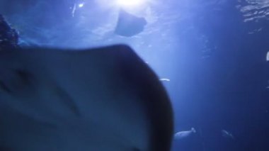 yeşil deniz kaplumbağası (Chelonia mydas), ayrıca yeşil kaplumbağa olarak bilinen, siyah (deniz) kaplumbağa veya Pasifik yeşil kaplumbağa stok görüntüleri video klip yüzer