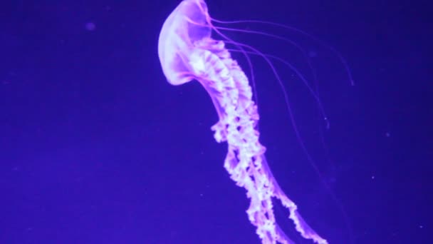 Jellyfish Moon Variety Underwater Swim Drift Aurelia Aurita Also Called — Stock Video