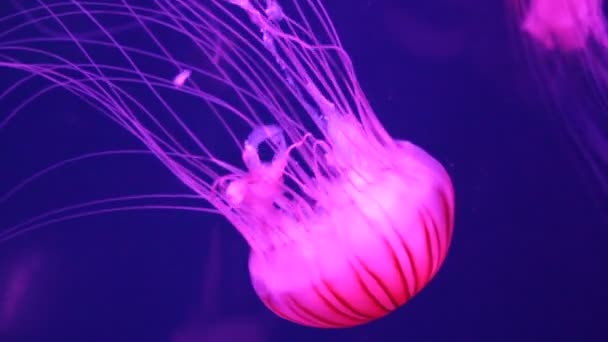 méduses L'ortie marine japonaise nage sous-marine vivante, également connue sous le nom de : ortie marine du nord, ortie marine du Pacifique (Chrysaora melanaster) ou méduses brunes, est une espèce de méduses. 
