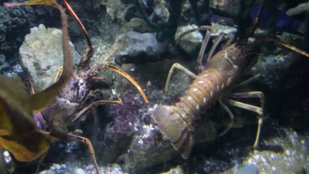 European Spiny Lobster Palinurus Elephas Pair Alive Underwater Water Stock — Stock Video