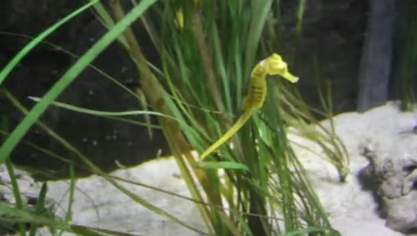 Seahorse Underwater Current Holding Reeds Tail Stock Footage Video Clip — Wideo stockowe