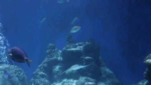 Постріл Шорстких Променів Плавальних Променів Від Камери Під Водою Кадри — стокове відео
