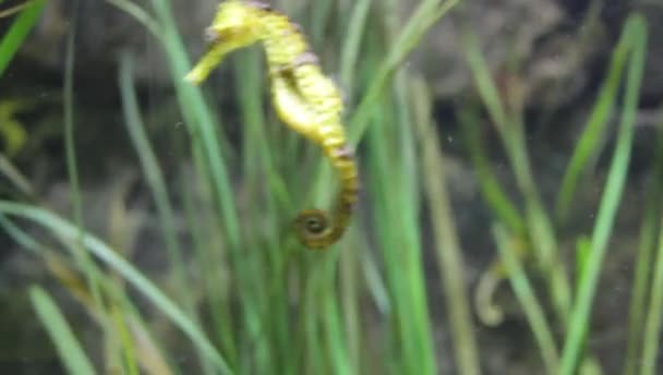 Seahorse Underwater Current Holding Reeds Tail Stock Footage Video Clip — Stock Video