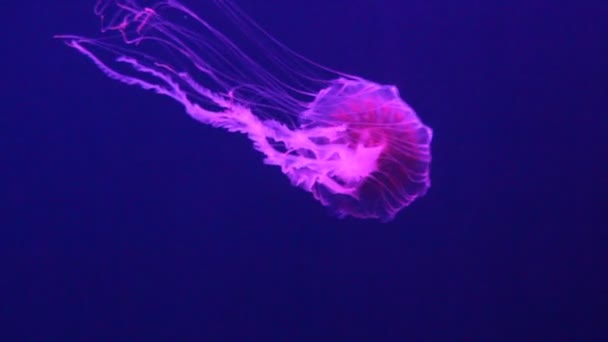 Медузы Японская Морская Крапива Плавают Водой Живой Известный Северная Крапива — стоковое видео