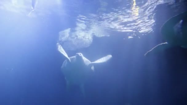 Зеленая Морская Черепаха Chelonia Mydas Известная Зеленая Черепаха Черная Морская — стоковое видео