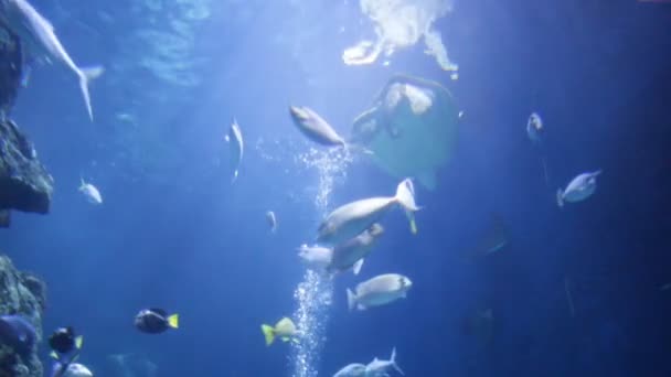 緑色のウミガメ ケロニアミダス 緑のカメとして知られている ウミガメ または太平洋緑のカメは 水中ストック 画像を泳ぐ — ストック動画
