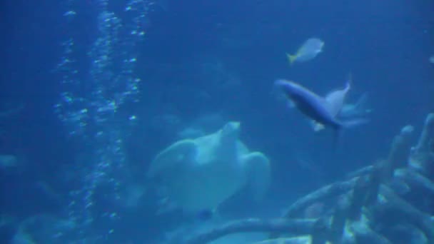 アオウミガメ アオウミガメ として知られているアオウミガメ ブラック カメまたは太平洋の緑カメ泳ぐ水中 — ストック動画