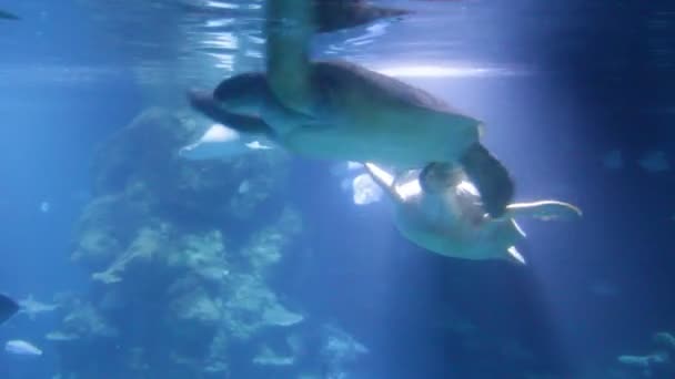 Grüne Meeresschildkröten Schwimmen Paar Schildkröten Spielen Kampf Jagen Nip Biss — Stockvideo