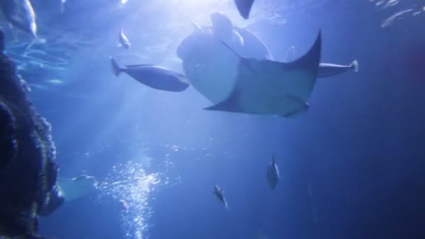 Зеленая Морская Черепаха Плавающая Вверху Лучевой Другой Парой Рыб Зеленая — стоковое видео