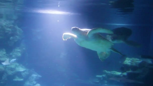 Grüne Meeresschildkrötenpaar Schwimmt Oben Mit Rochen Und Anderen Fischpaaren Von — Stockvideo