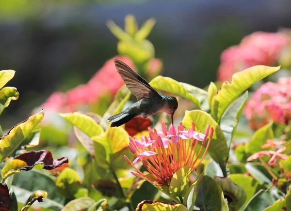 蜂鸟祖母绿在加勒比喂养花蜜从花 — 图库照片