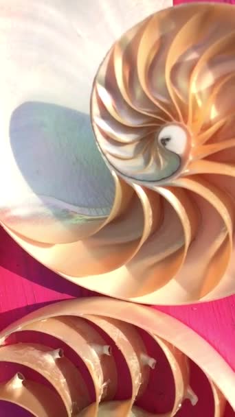 coquille nautilus perle Fibonacci séquence symétrie coupe transversale spirale coquille structure golden ratio fond nature patron coquille de mollusque (nautilus pompilius) copier espace moitié split stock photo vidéo