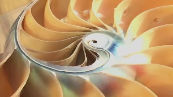 Nautilus Coquille Fibonacci Séquence Symétrie Coupe Transversale Spirale Structure Golden — Video