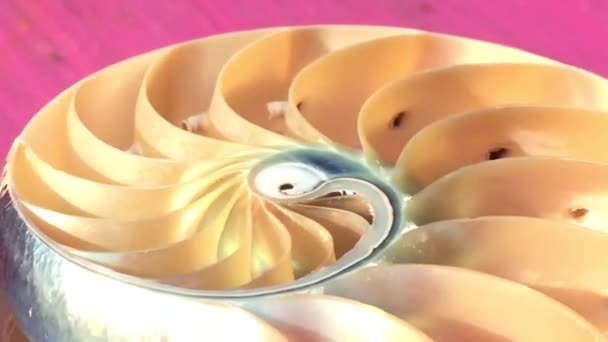shell nautilus pearl Fibonacci sequence symmetry cross section spiral shell structure golden ratio background nature pattern mollusk shell (nautilus pompilius) copy space half split stock photo  footage video