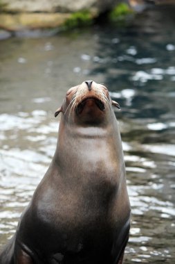 Liman foku (Phoca vitulina), yaygın fok olarak da bilinir. Kaya üzerinde vahşi yaşam hayvanı 