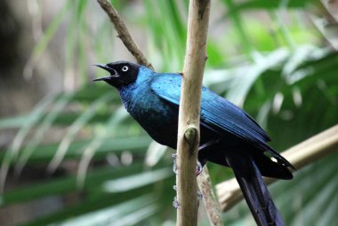 Afrika 'ya özgü kuş ötüşünü çağıran ormandaki muhteşem sığırcık. 