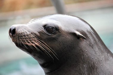 Liman (veya liman) foku (Phoca vitulina), Kuzey Yarımküre 'nin ılıman ve Arktik kıyı şeritleri boyunca bulunan gerçek bir foktur. Kuzey Atlantik, Pasifik Okyanusları, Baltık ve Kuzey Denizleri 'nin kıyı sularında bulunur..
