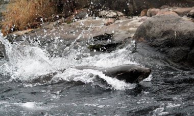 Liman foku (Phoca vitulina), yaygın fok olarak da bilinir. Kaya üzerinde vahşi yaşam hayvanı 